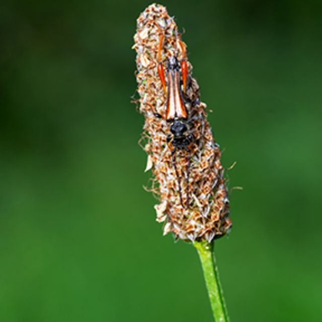 Cerambycidae:  Stenopterus ater